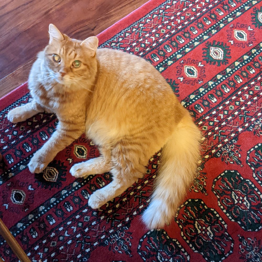 Amanda's Mobile Pet Grooming - Loki, clean and free (you can see his fluffy pantaloons are trimmed up). - Pet Groomers Near Me Amanda's Mobile Pet Grooming - Loki, clean and free (you can see his fluffy pantaloons are trimmed up). - Pet Groomers Near Me
