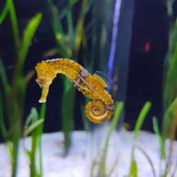 Aquarium Finisterrae