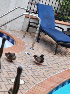 El Cordova Hotel by null