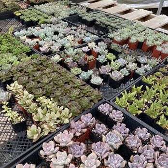 11:1 Succulent Nursery - Nurseries & Gardening Near Me - Whittier, California 11:1 Succulent Nursery - Nurseries & Gardening Near Me - Whittier, California