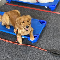 Fidelis K9 Training