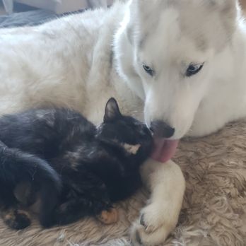 Cali K9 - The service dog with his foster kitten for the algorithm - Pet Training Near Me - San Jose, California