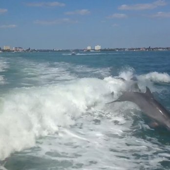 Hubbard's Marina - Dolphin playing - Boating Near Me - Madeira Beach, Florida