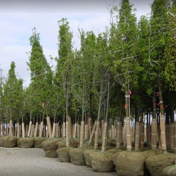 A Brown & Sons Nursery - a row of trees - Nurseries & Gardening Near Me - Brookville, Ohio A Brown & Sons Nursery - a row of trees - Nurseries & Gardening Near Me - Brookville, Ohio