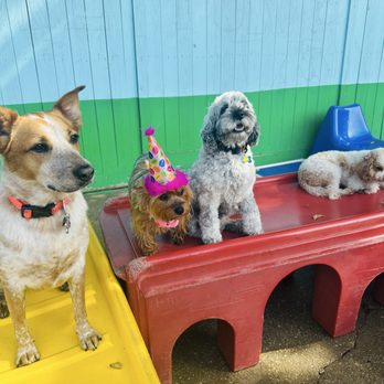 DoGone Fun Resort - Dogs gathered for a birthday photo in one of our outdoor play areas. - Pet Groomers Near Me - Chicago, Illinois DoGone Fun Resort - Dogs gathered for a birthday photo in one of our outdoor play areas. - Pet Groomers Near Me - Chicago, Illinois