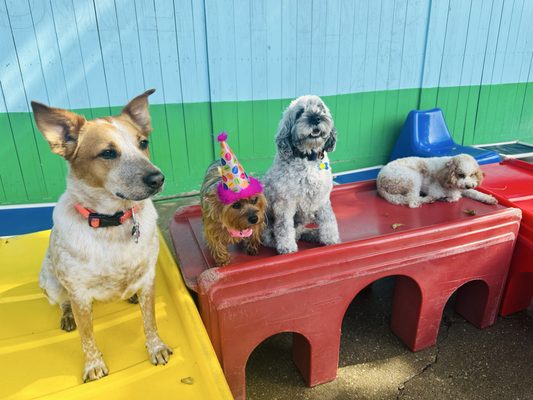 DoGone Fun Resort by null