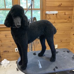 K-9 Meadows Boarding and Spa - A beautiful standard poodle before and after photos