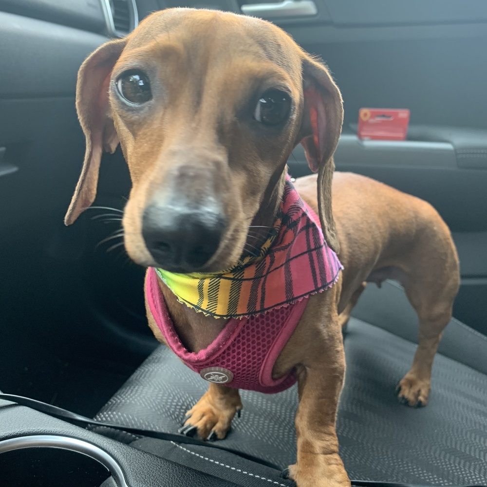 Fur Town - Bandana is just too freaking adorable! - Pet Groomers Near Me - Playa Vista, California