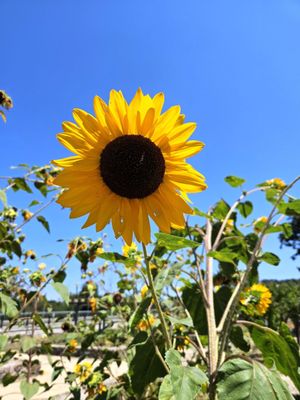 Napa Yard - Oxbow Gardens by null