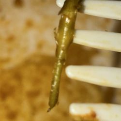 Looks like an insect leg