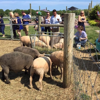 Jason's Vineyard - Sheep dinner time - Wineries Near Me - Jamesport, New York Jason's Vineyard - Sheep dinner time - Wineries Near Me - Jamesport, New York