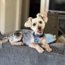 Spoiled Rotten Pet Salon