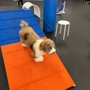Zoom Room Dog Training