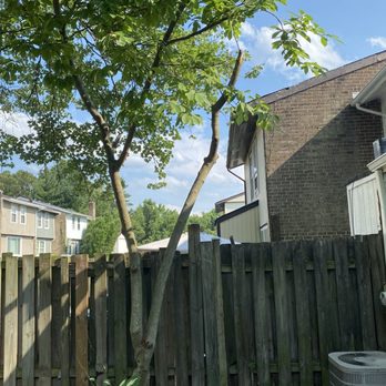 Maryland Professional Tree Services - After pic of the tree. - Tree Services Near Me - Glen Burnie, Maryland Maryland Professional Tree Services - After pic of the tree. - Tree Services Near Me - Glen Burnie, Maryland