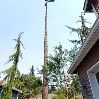 Sky Tree Service - . - Tree Services Near Me Sky Tree Service - . - Tree Services Near Me