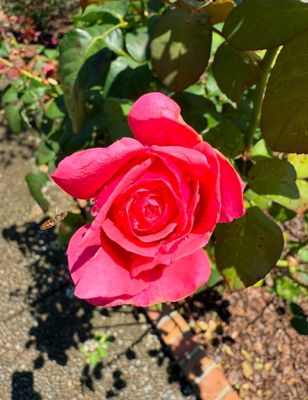 Memphis Botanic Garden by null