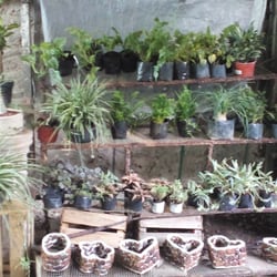 Vivero Carolina - Manejan precios económicos.