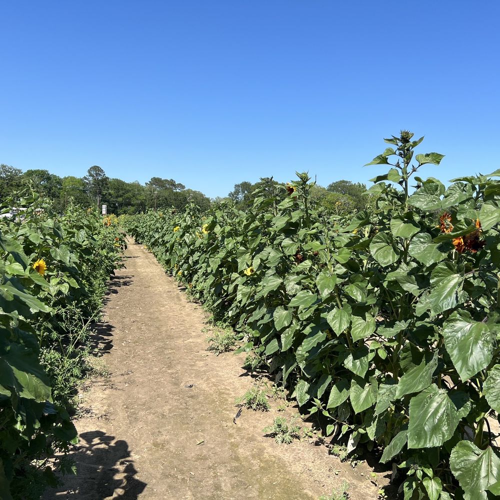 Froberg's Farm - Sunflower fields - Pick Your Own Farms Near Me - Alvin, Texas Froberg's Farm - Sunflower fields - Pick Your Own Farms Near Me - Alvin, Texas