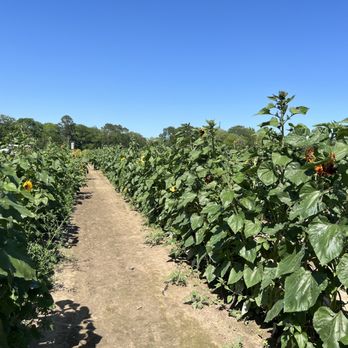 Froberg's Farm - Sunflower fields - Pick Your Own Farms Near Me - Alvin, Texas