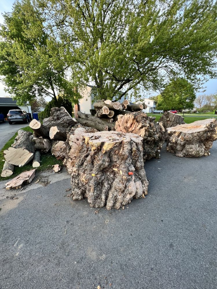 Flower City Tree - tree service in Rochester, NY