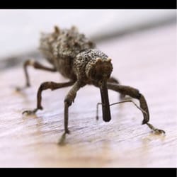 Shenandoah Pest Services - Weevil