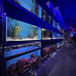 Ocean's Tropical Fish