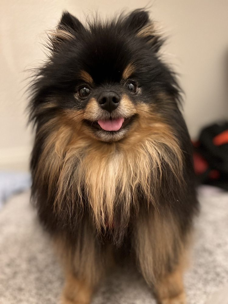 LAS VEGAS SPAW 322 Photos & 276 Reviews 5693 S Jones Blvd, Las Vegas, Nevada Pet Groomers