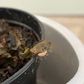 ARMSTRONG GARDEN CENTERS - Updated March 2026 - 182 Photos & 103