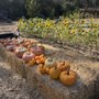 Sweet Water Farms