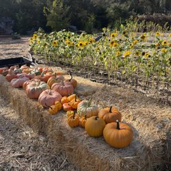 Sweet Water Farms - Pumpkins / sunflowers