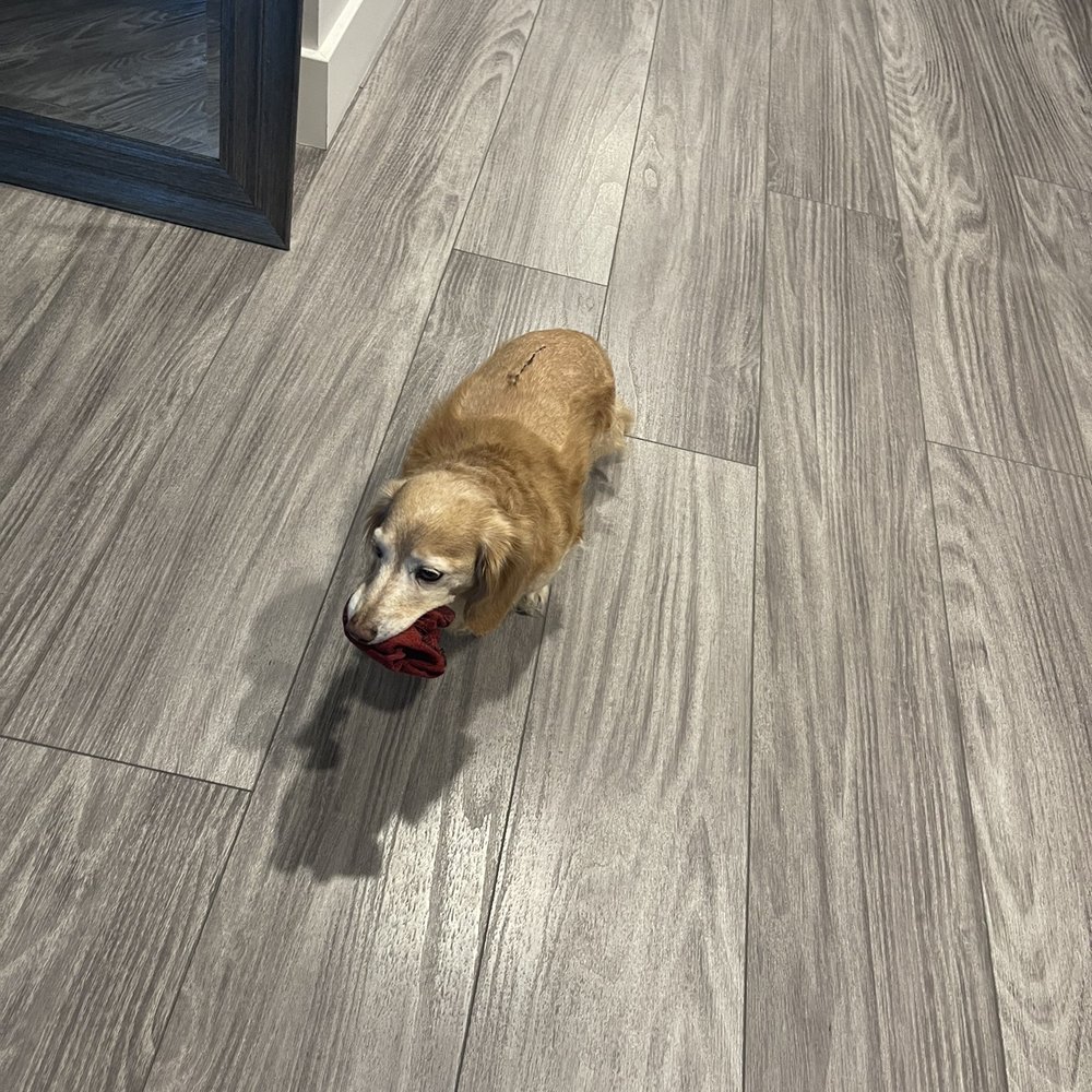 Veterinary Neurological Center - Back to stealing socks. - Veterinarians Near Me - Phoenix, Arizona Veterinary Neurological Center - Back to stealing socks. - Veterinarians Near Me - Phoenix, Arizona