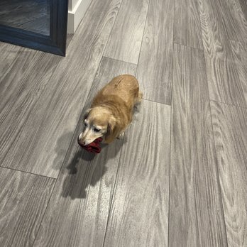 Veterinary Neurological Center - Back to stealing socks. - Veterinarians Near Me - Phoenix, Arizona