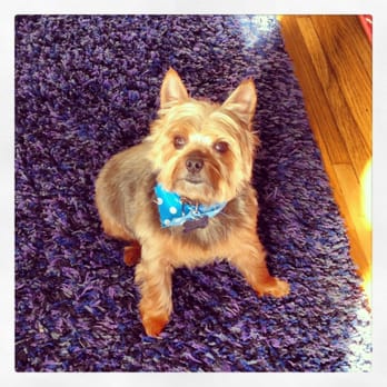 Canine Lodge & Spa - Pet Groomers Near Me - San Diego, California Canine Lodge & Spa - Pet Groomers Near Me - San Diego, California
