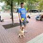 Photo of Say It Once Dog Training
