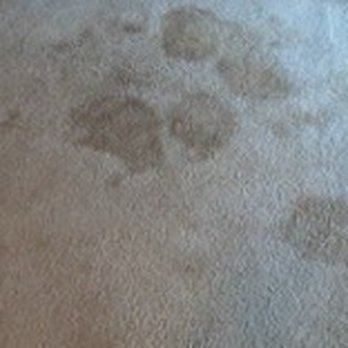 Stanley Steemer - This was the 2nd treatment which shows stains still there. - Carpet Cleaning Near Me - Bellefonte, Pennsylvania Stanley Steemer - This was the 2nd treatment which shows stains still there. - Carpet Cleaning Near Me - Bellefonte, Pennsylvania