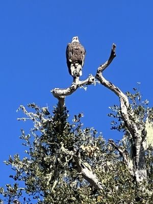 Bob Jones Trail Head by null
