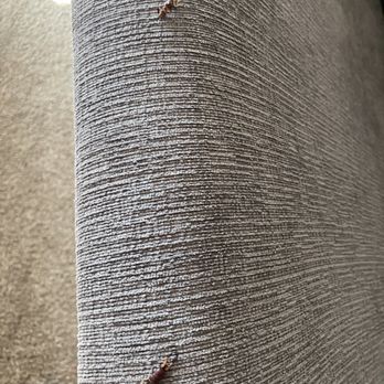 Los Amigos Pest Control - Earwig under carpet - Pest Control Near Me Los Amigos Pest Control - Earwig under carpet - Pest Control Near Me