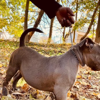3 Kyngz Kennel - Pet Breeders Near Me 3 Kyngz Kennel - Pet Breeders Near Me