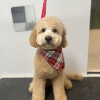 Dozo Dog  - Pet Groomers Near Me - Astoria, New York