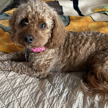 The Pet's Home - Pet Boarding Near Me - Oswego, Illinois The Pet's Home - Pet Boarding Near Me - Oswego, Illinois