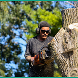 Affordable Arbor Care