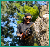 Affordable Arbor Care - tree service in Orlando, FL