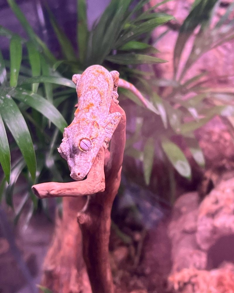 Nature's Reef & Reptile - reptile breeding in Queens, NY