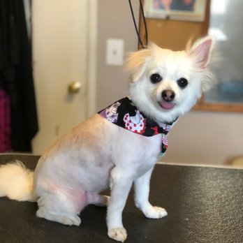 PracticalCuts - Maximus after - Pet Groomers Near Me PracticalCuts - Maximus after - Pet Groomers Near Me