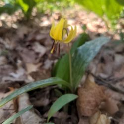 Spring Valley Nature Preserve - Yellow Trout Lily