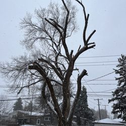 Regina Tree Removal