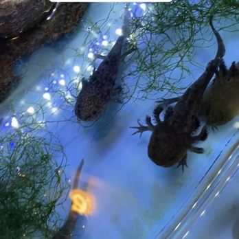 B.T.J.'s Jungle - No filter, or proper tank size for baby axolotls - Pet Stores Near Me - West Islip, New York B.T.J.'s Jungle - No filter, or proper tank size for baby axolotls - Pet Stores Near Me - West Islip, New York