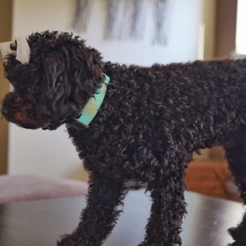 PetSmart - Cute, but scraggly a couple days after a cut. Bow is one I put in her hair. - Pet Training Near Me - Saint Charles, Missouri PetSmart - Cute, but scraggly a couple days after a cut. Bow is one I put in her hair. - Pet Training Near Me - Saint Charles, Missouri
