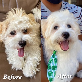 Live Love Pet - Yogurt (maltese) Before and After - Pet Groomers Near Me - Honolulu, Hawaii Live Love Pet - Yogurt (maltese) Before and After - Pet Groomers Near Me - Honolulu, Hawaii