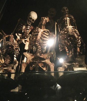 Museum Vrolik by null